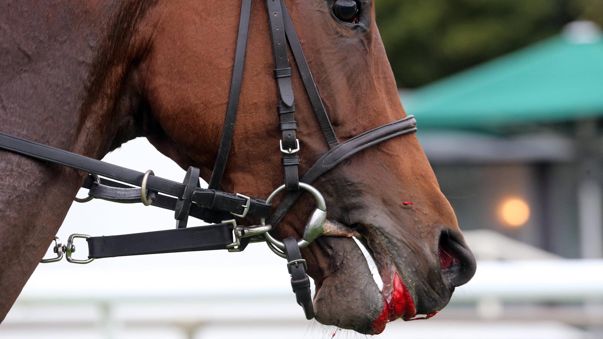 Blut am Maul eines verletzten Pferdes | IMAGO / Frank Sorge